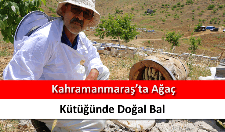 Kahramanmaraş'ta ağaç kütüğünde doğal bal