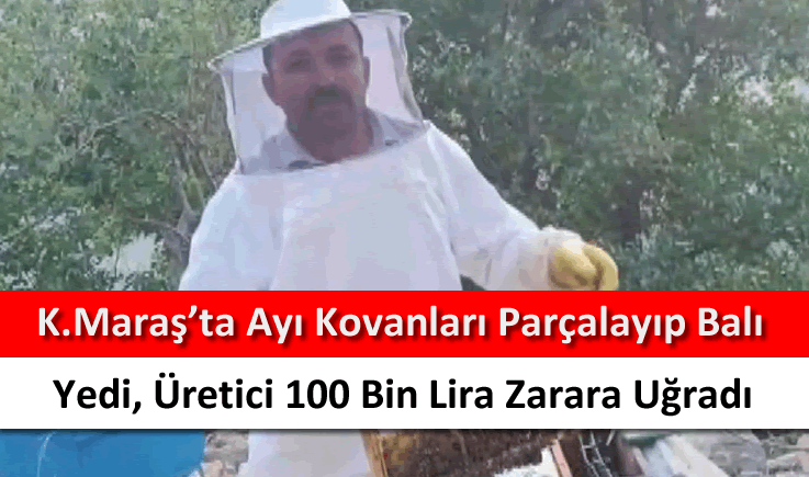 Kahramanmaraş'ta ayı kovanları parçalayıp balı yedi, üretici 100 bin lira zarara uğradı