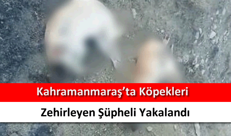 Kahramanmaraş'ta köpekleri zehirleyen şüpheli yakalandı