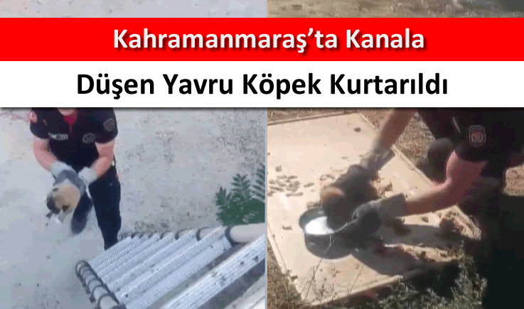 Kahramanmaraş'ta kanala düşen yavru köpek kurtarıldı