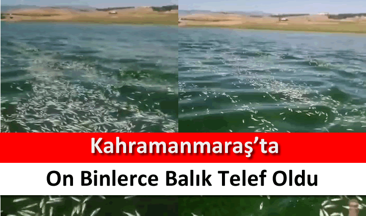 Kahramanmaraş'ta on binlerce balık telef oldu