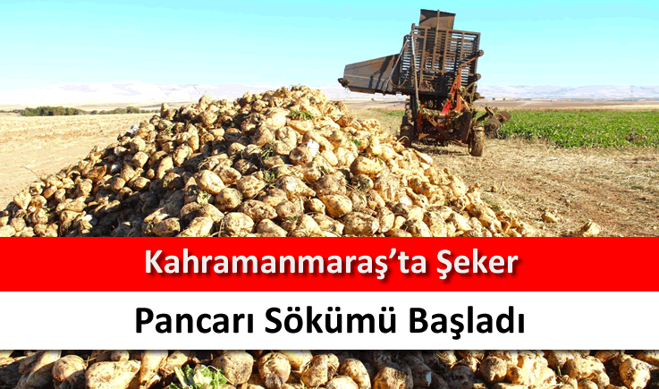 Kahramanmaraş'ta şeker pancarı sökümü başladı