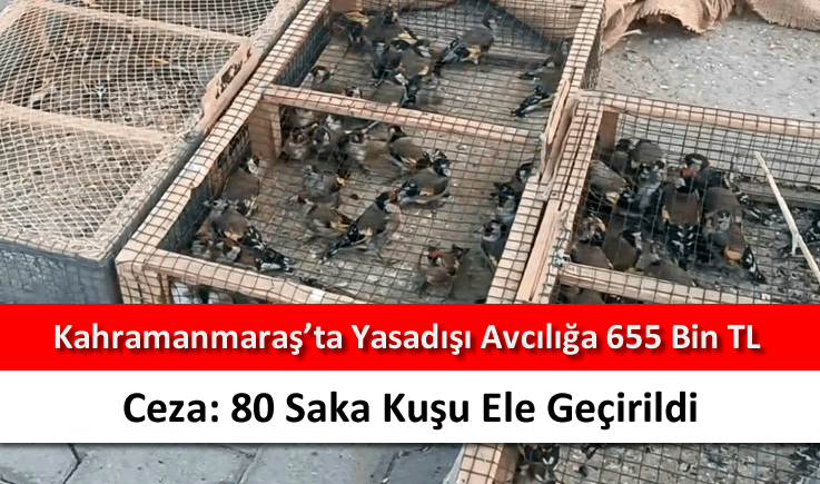 Kahramanmaraş'ta yasadışı avcılığa 655 bin TL ceza: 80 saka kuşu ele geçirildi