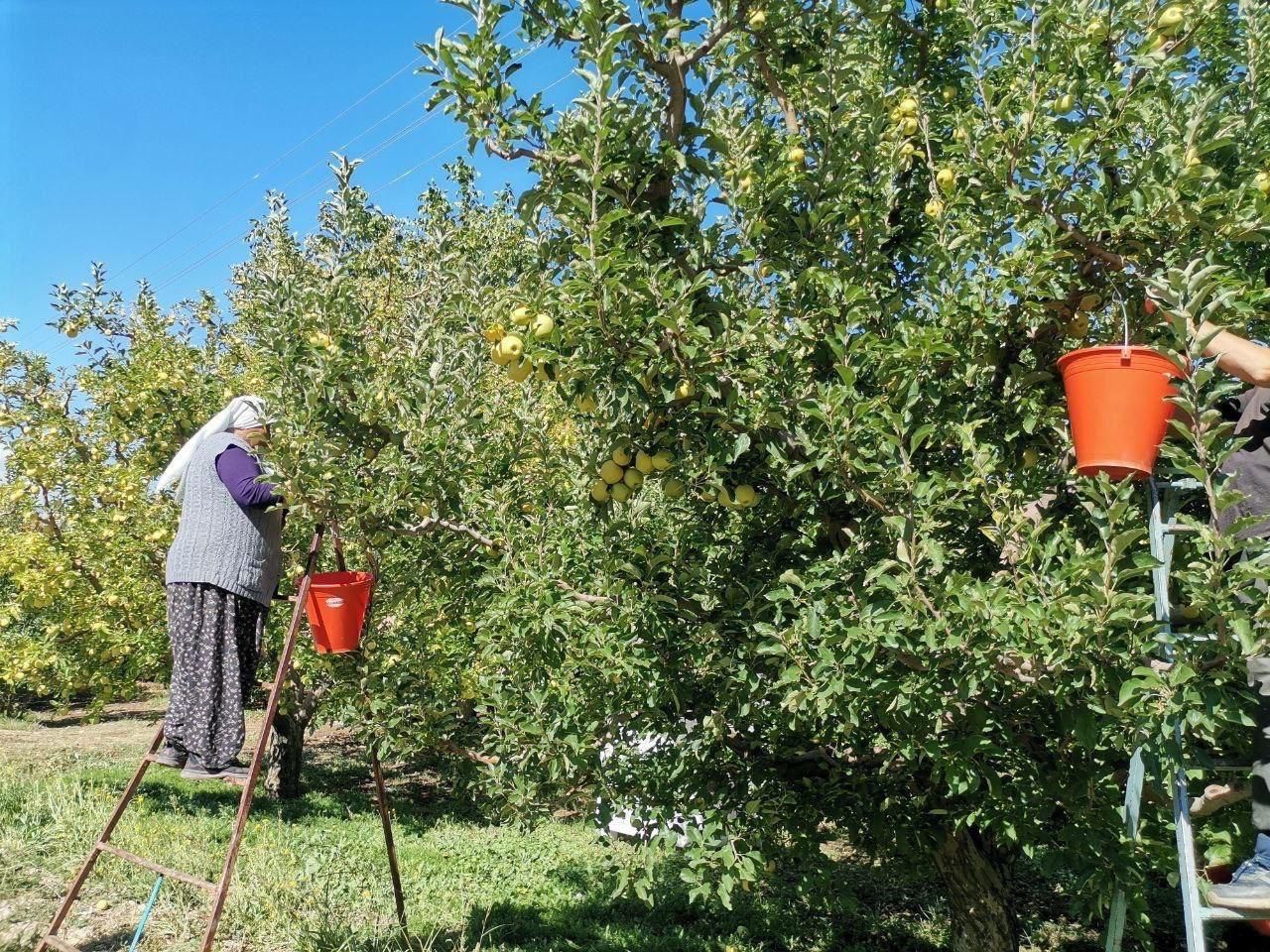 Kahramanmaraş'ta 60 Bin Ton Elma Rekoltesi Bekleniyor